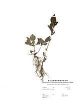 藏品(金腰箭)的圖片